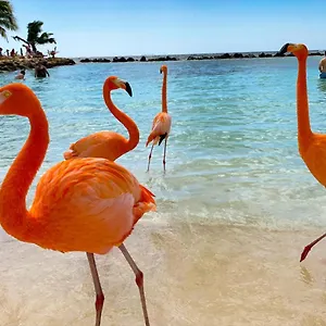  Gasthuis Yoyita Aruba (adults Only) Aruba